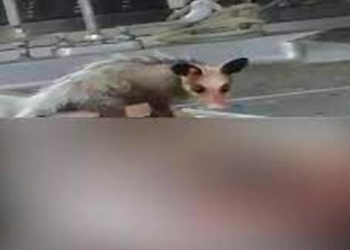 Gambá é flagrado comendo parte do corpo de homem no IML do Rio de Janeiro