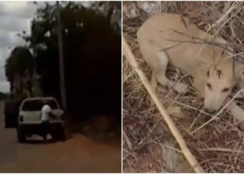 Servidor usa carro da prefeitura e abandona cães em terreno baldio em Juazeiro do Norte