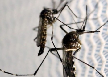 Ceará tem mais de 2 mil casos de dengue; Brejo Santo, na região do Cariri, tem a maior taxa de incidência