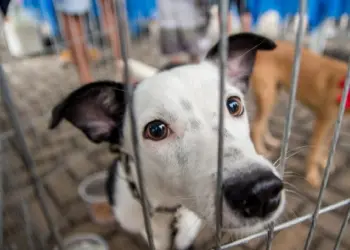 Crato realiza Dia D da Vacinação Antirrábica, neste sábado, 26