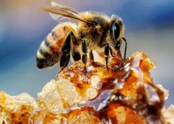 Maior produtora de mel de abelha no país fica em Santana do Cariri, no Ceará