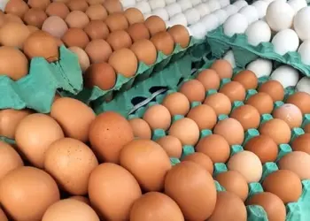 Ceará investiga possível caso de síndrome respiratória e nervosa das aves em Salitre