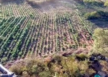 PF e PM descobrem roça com 60 mil pés de maconha na zona rural de Brejo Santo