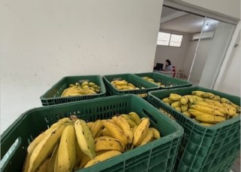Crato fortalece agricultura familiar com entrega mensal de quase 2 toneladas de frutas para Cozinhas Comunitárias do Cea