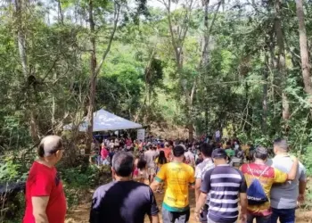 Angico de 25 metros é derrubado para o Pau da Bandeira de Santo Antônio 2026 em Barbalha