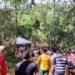 Angico de 25 metros é derrubado para o Pau da Bandeira de Santo Antônio 2026 em Barbalha