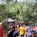Angico de 25 metros é derrubado para o Pau da Bandeira de Santo Antônio 2026 em Barbalha