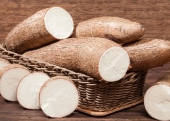 Salitre se destaca como maior produtor de mandioca do Nordeste e ocupa 3º lugar no Brasil