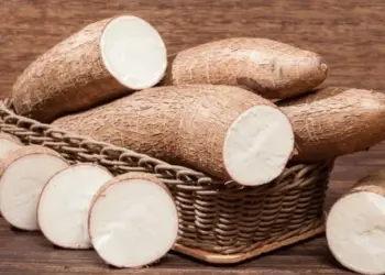 Salitre se destaca como maior produtor de mandioca do Nordeste e ocupa 3º lugar no Brasil
