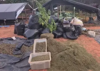 Dois homens são presos suspeitos de envolvimento com plantação de 290 mil pés de maconha em Acopiara