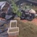 Dois homens são presos suspeitos de envolvimento com plantação de 290 mil pés de maconha em Acopiara