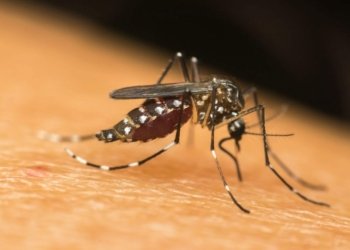 Casos de dengue crescem no Ceará e óbitos já ultrapassam total registrado em 2025