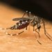 Casos de dengue crescem no Ceará e óbitos já ultrapassam total registrado em 2025